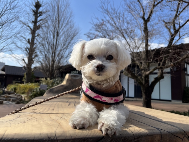 自己破産後にペットを飼い続ける方法